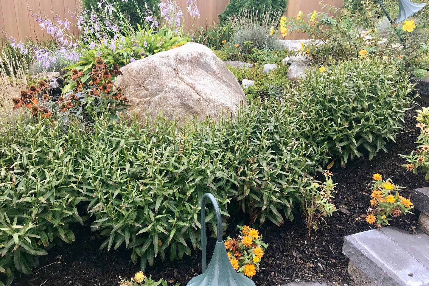 Shasta daisies here in the spring/summer; Gerber daisies, zinnias, hostas, marigolds, succulents